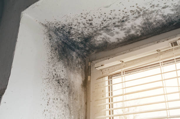 Affordable Mold Inspection And Testing solutions in Simpson, PA